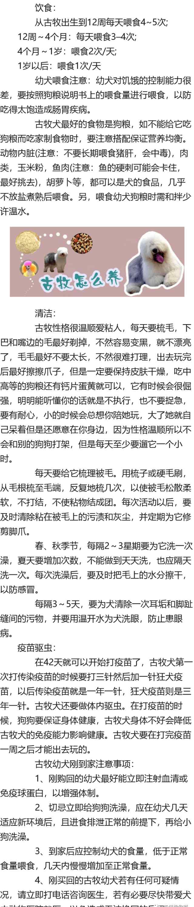古牧怎么养 古牧怎么养