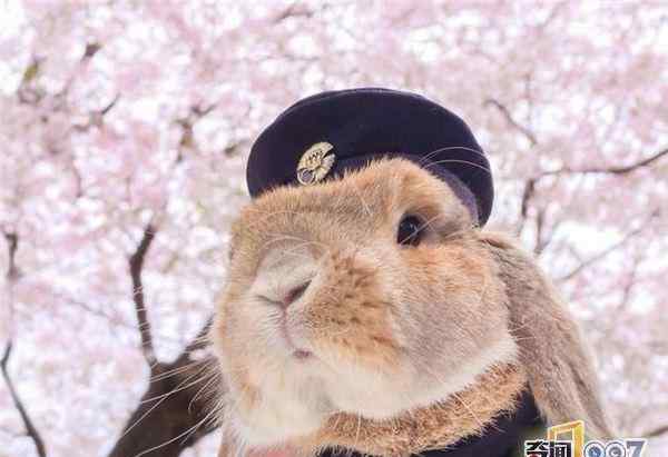 兔子被主人精心打扮 樱花树下拍大量写真照片走
