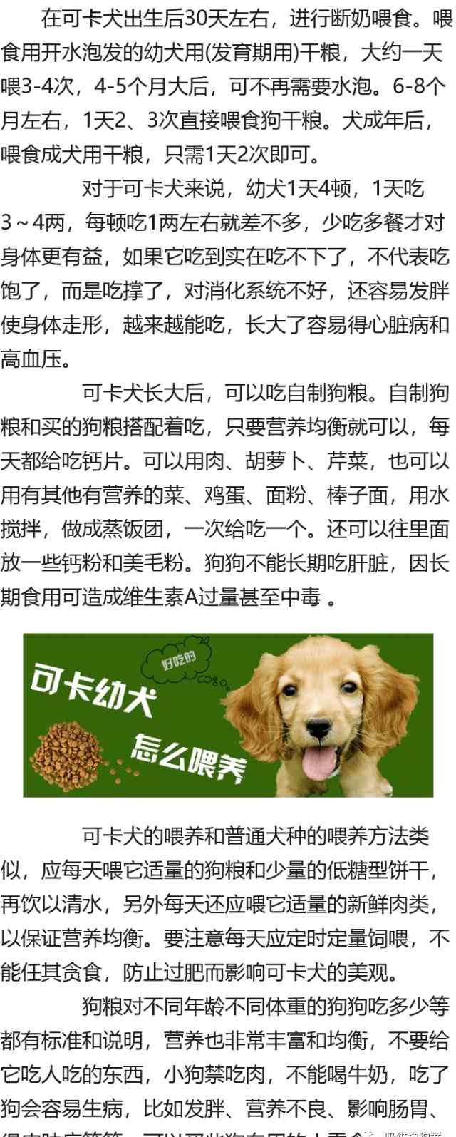 可卡幼犬 可卡幼犬怎么养