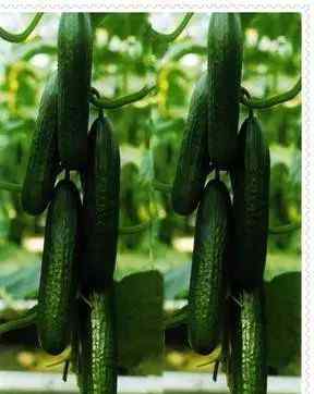 水果种植技术大全 各种蔬菜水果无土栽培知识大全（转发收藏）