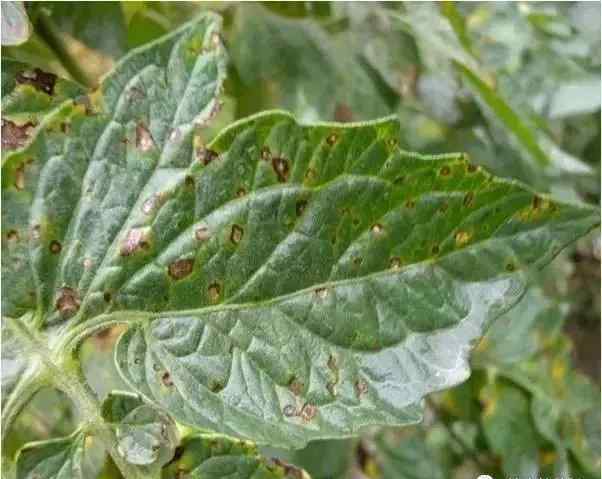 西红柿的各种病害图片 【最全西红柿病害图谱】看图就能识别西红柿