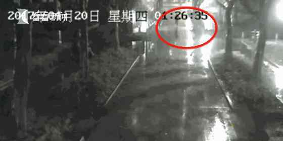 公园一只黑天鹅不见了 竟被小偷拿回家炖萝卜吃