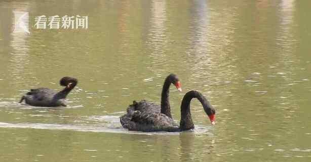 公园一只黑天鹅不见了 竟被小偷拿回家炖萝卜吃