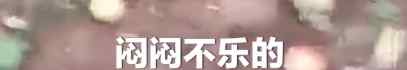 桃农毁掉种了20年的桃园 8万斤鲜桃遗弃地头：批发价还抵不上人工费