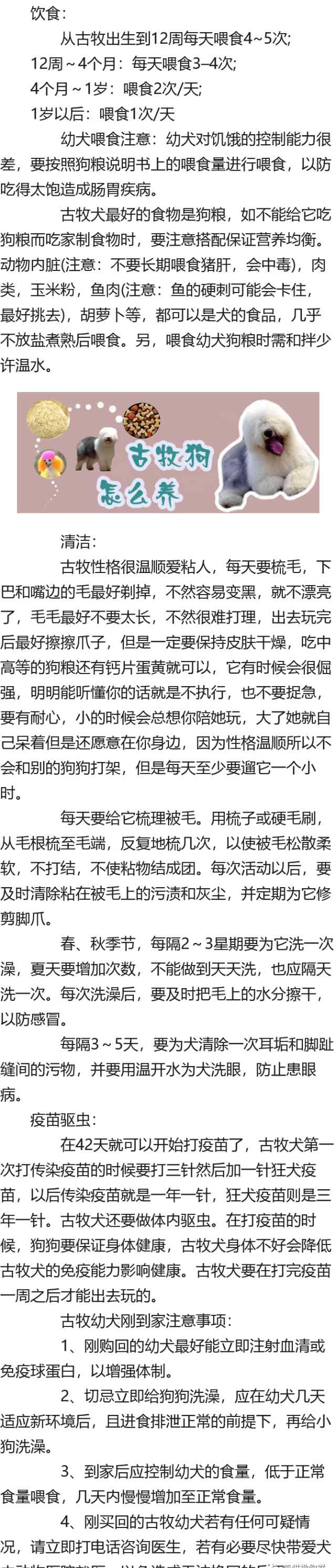 古牧狗 古牧狗怎么养