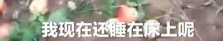 桃农毁掉种了20年的桃园 8万斤鲜桃遗弃地头：批发价还抵不上人工费