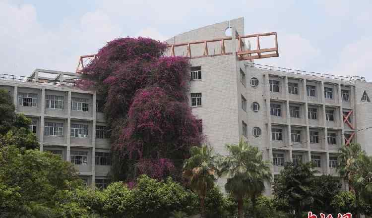 广西大学三角梅鲜花瀑布惊艳开放 网友感慨别人