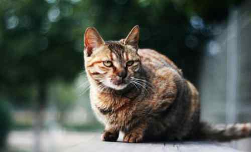 猫会来月经吗 母猫会来例假吗，小猫有月经吗?文章配图