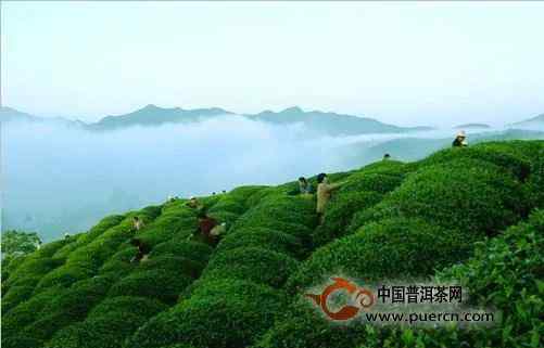华顶云雾 【茶知识】华顶云雾属于什么茶类文章配图