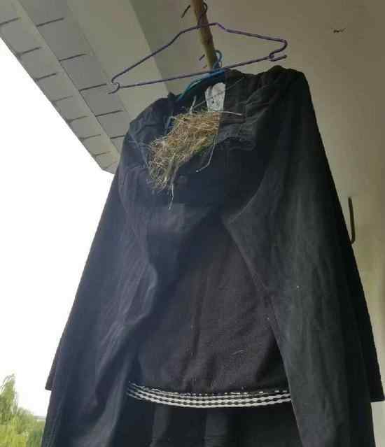 懒癌患者  大学男生常年不收衣服鸟在衣服内筑巢