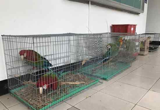 男子偷18只鹦鹉卖不掉 被吵得受不了带鸟自首