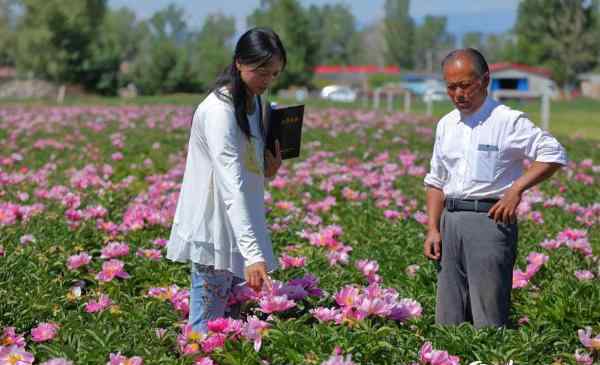 新疆哈巴河县引进芍药实现观赏、收益双丰收(图