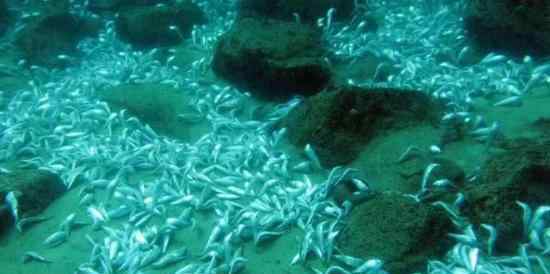 深圳海域休渔期现成片死鱼 渔政:炸鱼所致将调查