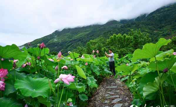 广西龙胜白百瑶寨荷花雨后分外娇