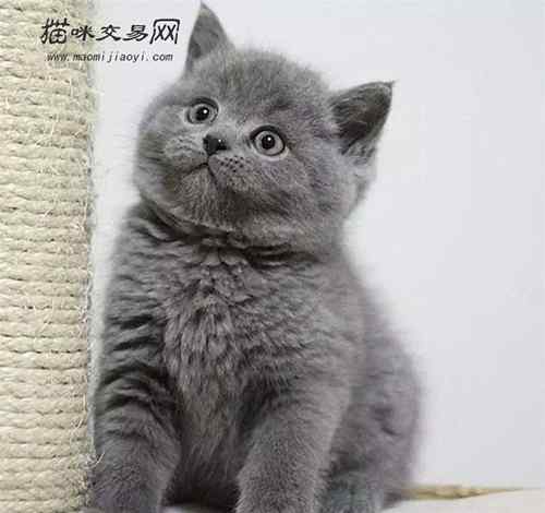 英短蓝猫价格 英短蓝猫多少钱一只? 看了下文才知道原来英短蓝猫有那么多优点!文章配图