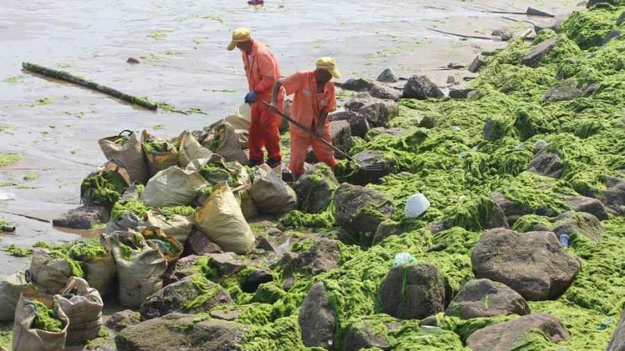 山东青岛连续遭受浒苔侵袭 网友：这一片原谅绿