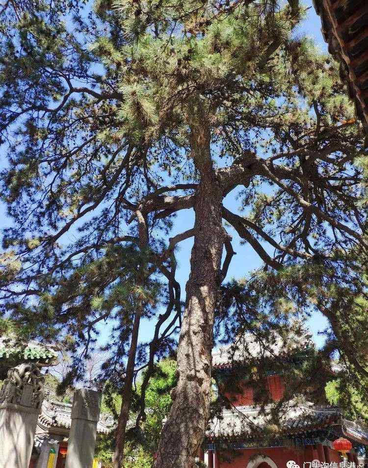 门头沟戒台寺 北京门头沟戒台寺的十大奇松文章配图