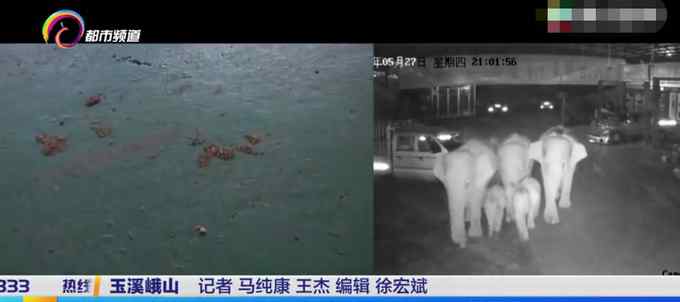 云南野象群6头大象闯入汽车店喝干两吨水 监控拍下罕见一幕