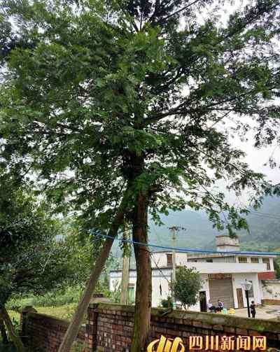 男子砍2棵红豆杉做炊具 补栽近3亩森林赎罪
