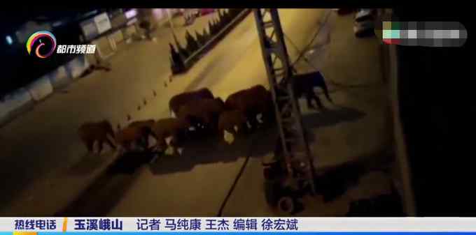 云南野象群6头大象闯入汽车店喝干两吨水 监控拍下罕见一幕