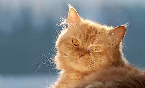 猫尿不出尿紧急措施 猫尿不出尿的急救法 怎么给猫咪挤膀胱排尿文章配图