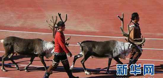 中国＂最后的狩猎部落＂:带着驯鹿参加运动会
