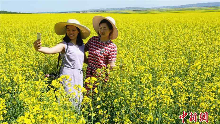 甘肃戈壁小城万亩油菜花盛开如＂金色地毯＂