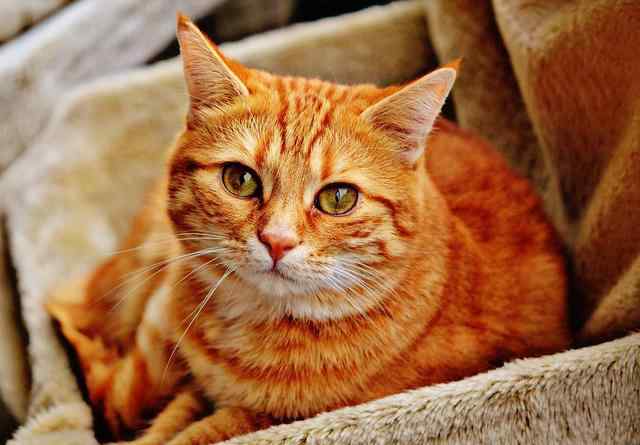 猫拉稀 猫咪拉肚子、猫咪拉稀怎么办？文章配图