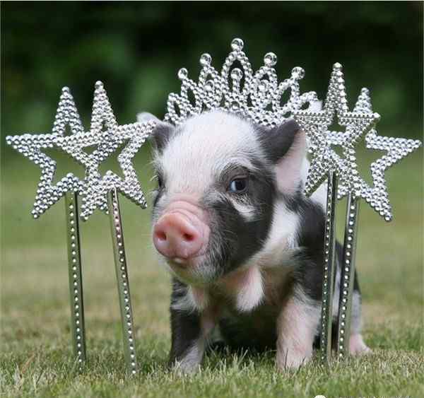 猪的照片可爱 外媒评出的十大最可爱小猪(图集)