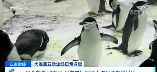 靠52只企鹅收入2200万元！这家企业靠卖企鹅自救？