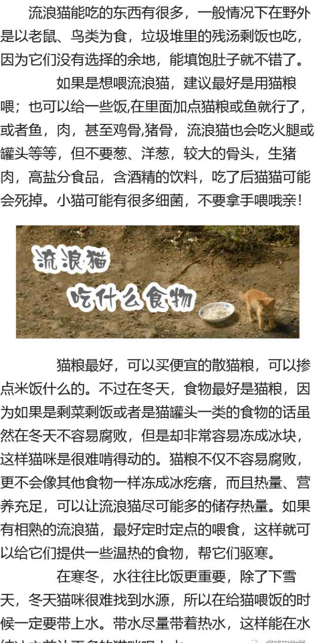 喂流浪猫吃什么 流浪猫吃什么食物