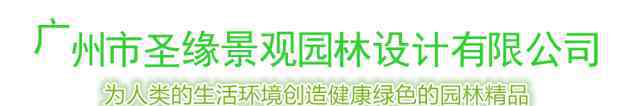 巨龙竹 世界上最大最高的竹子——巨龙竹（高达45米）