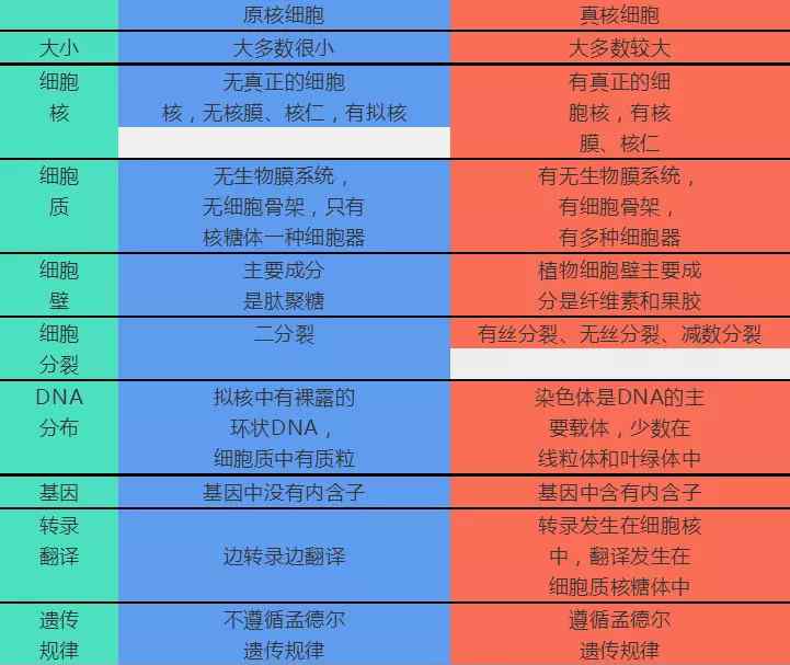 原核细胞和真核细胞的区别 高中生物真核细胞与原核细胞的区别汇总！