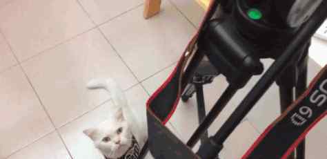 方便又便宜的自制猫饭 猫奴必学——简单粗暴的自制猫饭！