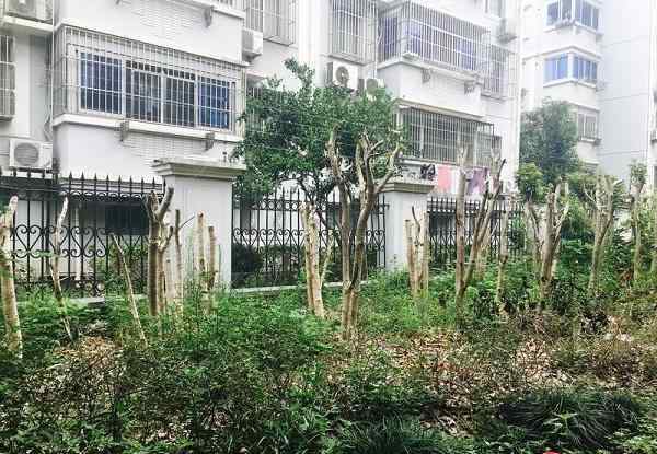 3米高桂花树被腰斩 居民高喊＂还我桂花香＂