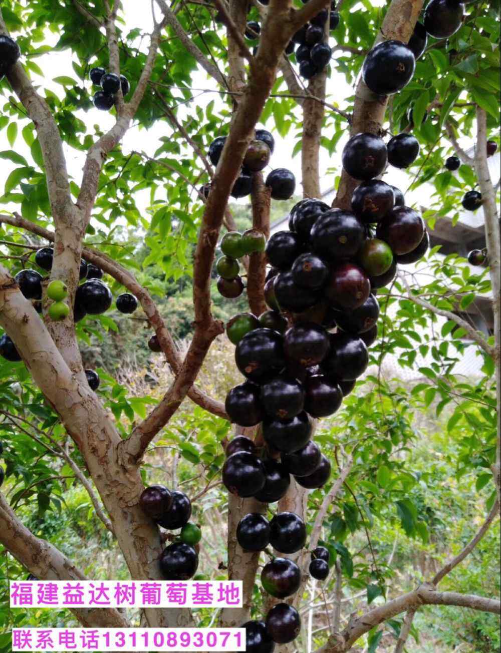 树葡萄种植禁忌 到底树葡萄种植生长环境条件，有哪些气候要求