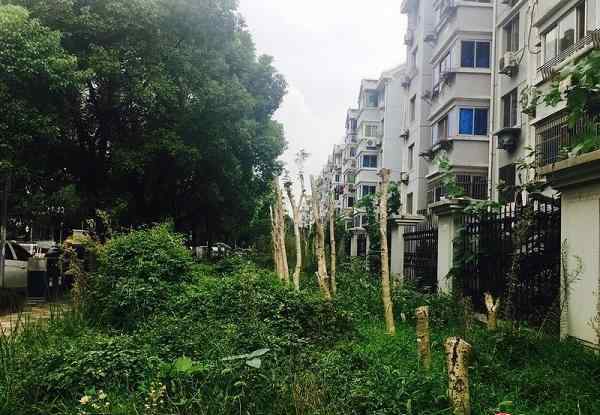 3米高桂花树被腰斩 居民高喊＂还我桂花香＂