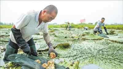 万亩芡实富水乡