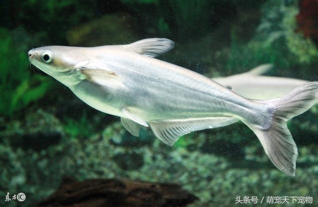 【银龙鱼不吃食】注意有助于养银龙鱼的几点