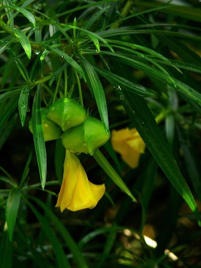 【有毒植物】28种人最常见的有毒花木，你知道几种吗？