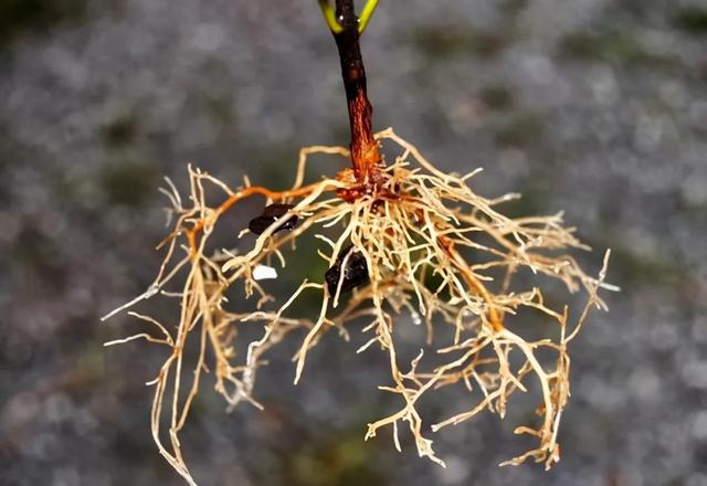 种植三角梅的3点技巧，做到了开花满园，做错了枝叶横生