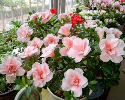 杜鹃花叶子发黑焦枯,原因就这几个,要及时分析“急救”