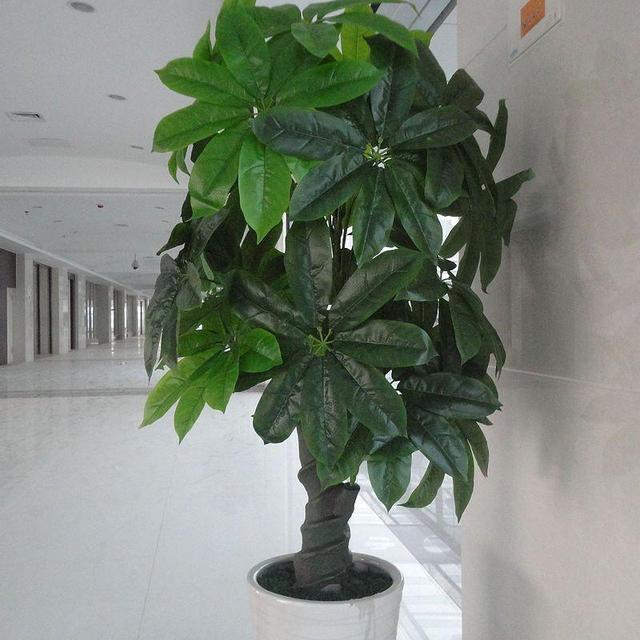 客厅养花,可以摆放一盆发财树,大方寓意好!注意4个养护细节