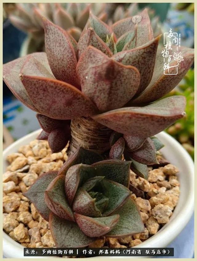 多肉,默默绽放,奉献美好!