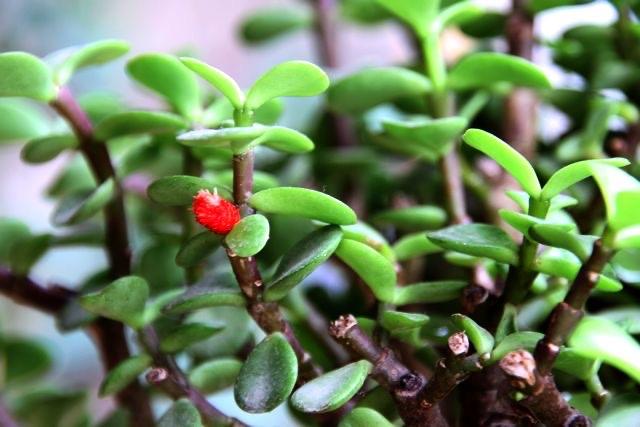 养金枝玉叶,做到4点,长成粗壮老桩,漂亮又精致