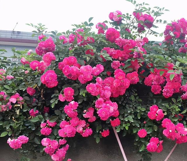 如果有院子,一定要挖一个大大的池子,旁边种些爬藤花,装饰院子