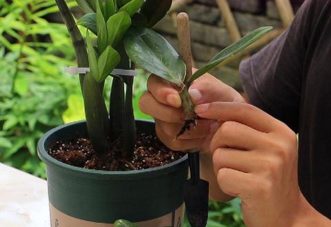 养金钱树有3种繁殖方式,学会任何一种,都能一盆变多盆