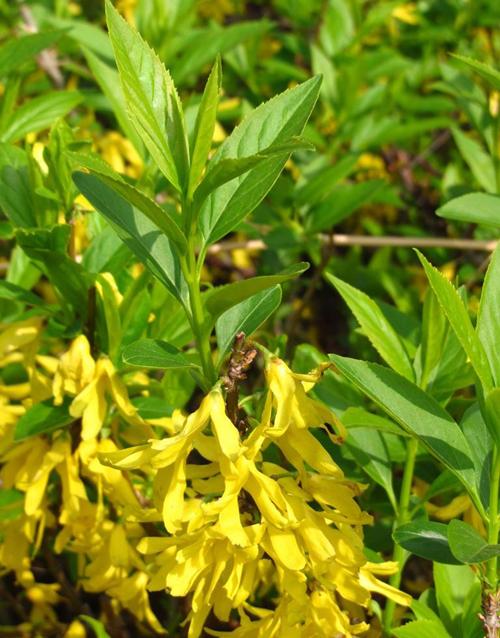 户外的连翘开花好看,室内养护你试过吗?