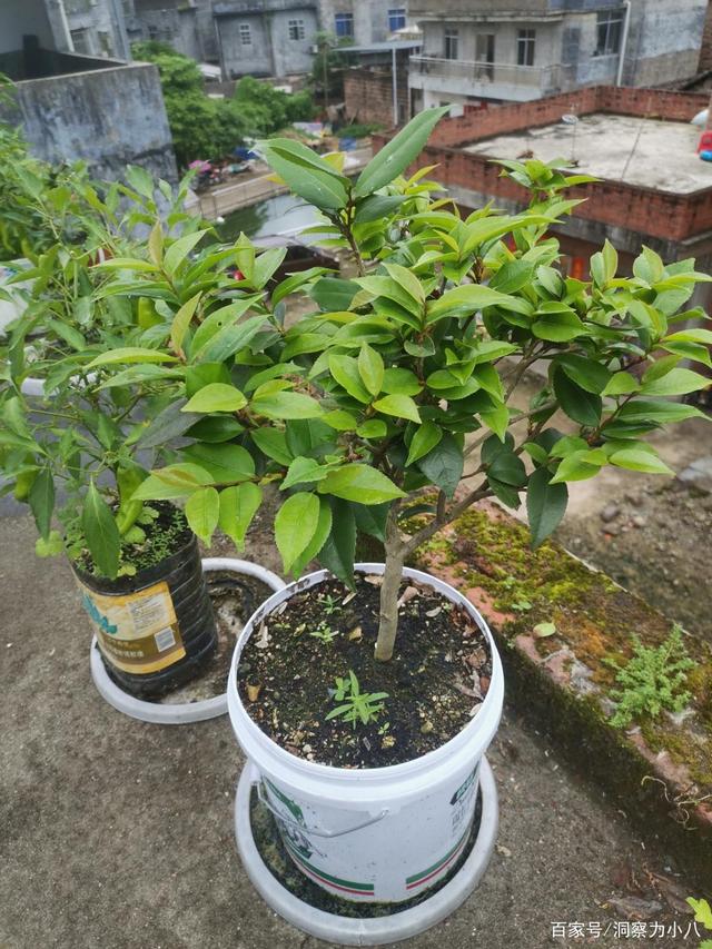 六月养茶花,这“三位置”留点水,不休眠长势欢,绽放层叠群花