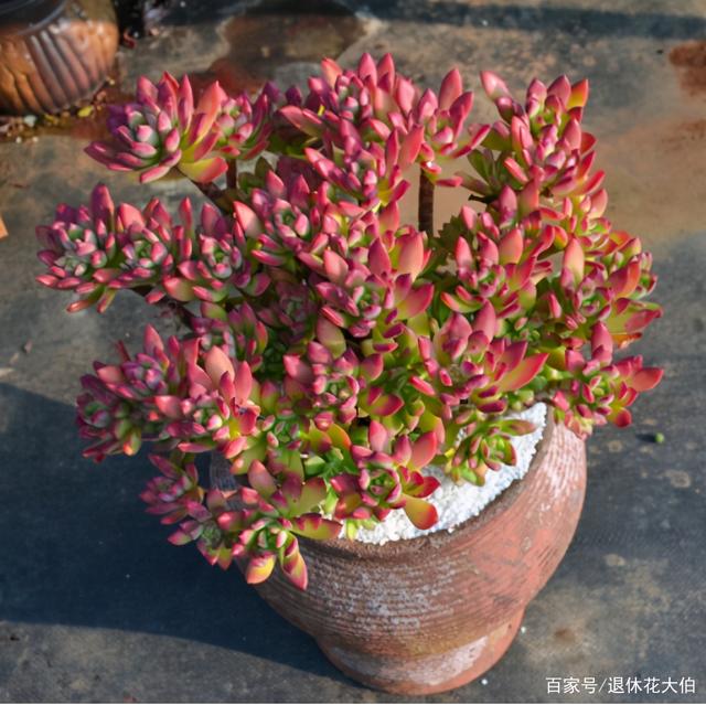 工作繁忙,养惹人爱的红稚莲,打理好6点,长得高壮、红艳